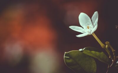 Two Forces of Change from the Holy Spirit