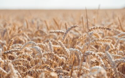A Biblical Foundation for Business