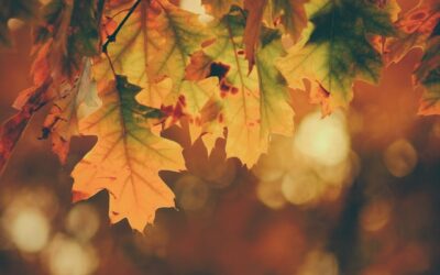The 4 Seasons of Business