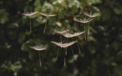 3 Business Lessons from the Parable of the Sower