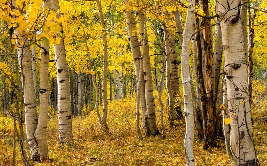 How to Leave a Legacy: 3 Lessons from Aspen Trees