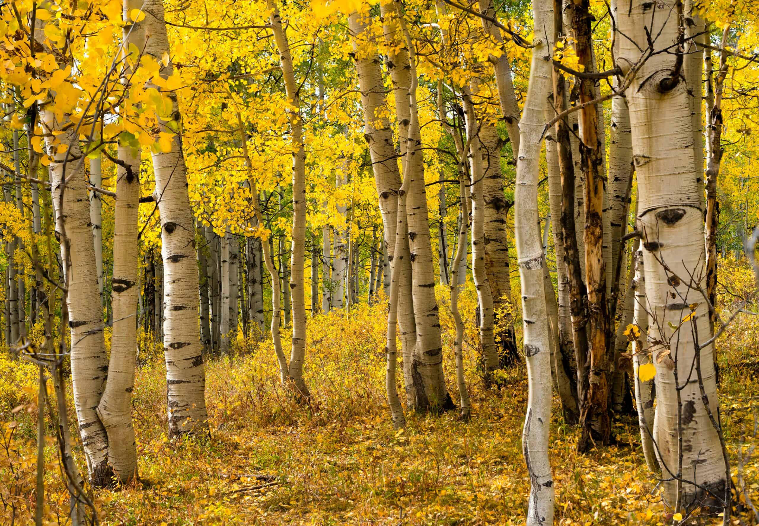 How to Leave a Legacy: 3 Lessons from Aspen Trees