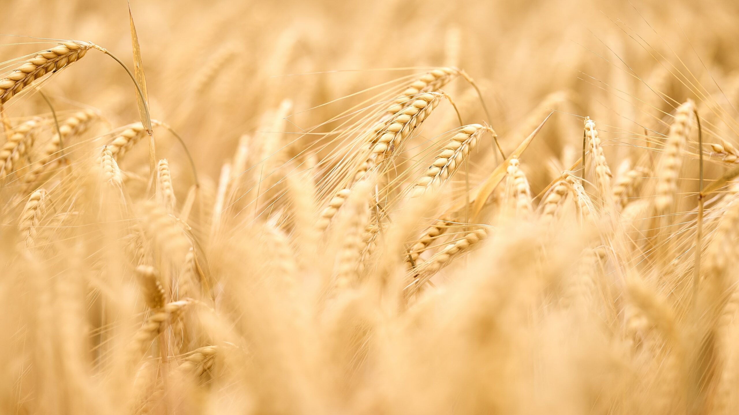 a wheat field illustrating first fruit offerings in the old testament