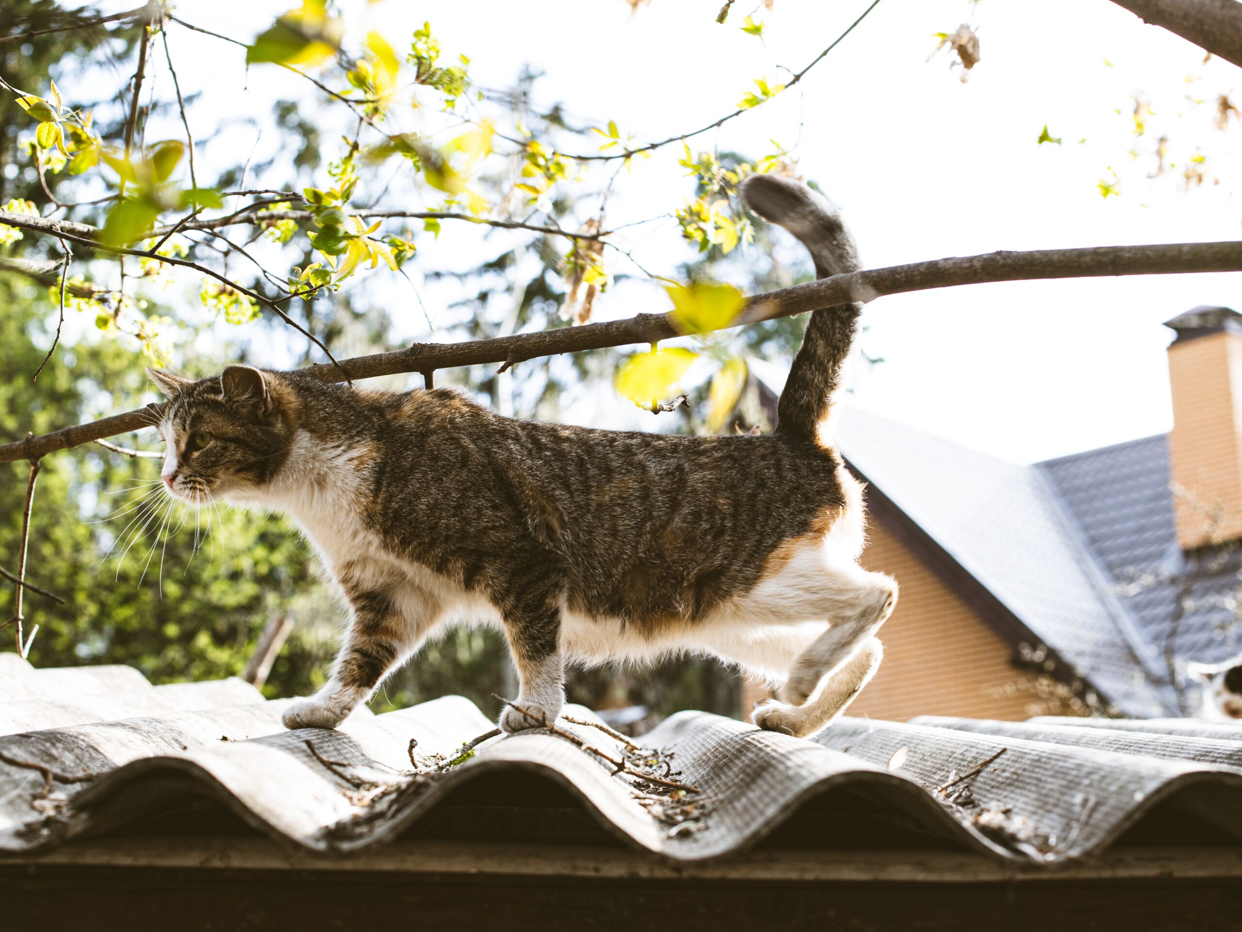 cute-wild-cat-on-a-roof-2022-05-14-08-38-55-utc how to inspect a property