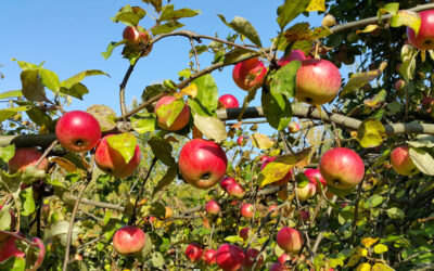 The Key to Generational Wealth: Plant an Orchard