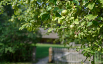 Generational Wealth Building Through Real Estate: 4 Steps to Growing Your Orchard